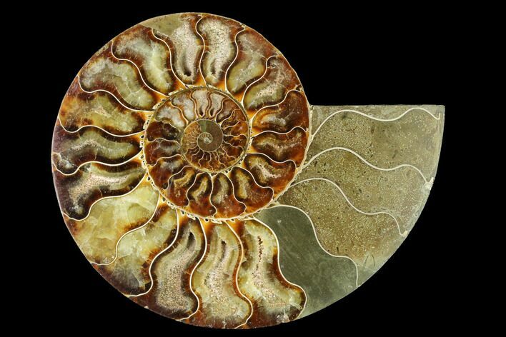 Cut & Polished Ammonite Fossil (Half) - Madagascar #166892